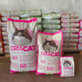 Criacat Gato Adulto